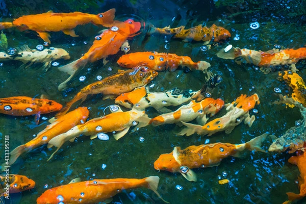 Fototapeta Colorful fancy carp fish or koi fish are swimming. Koi Fish swimming in the pond. Top view and zoom in for close up. Water is clear black and reflection of light.