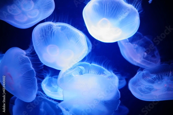 Obraz 漂うクラゲ