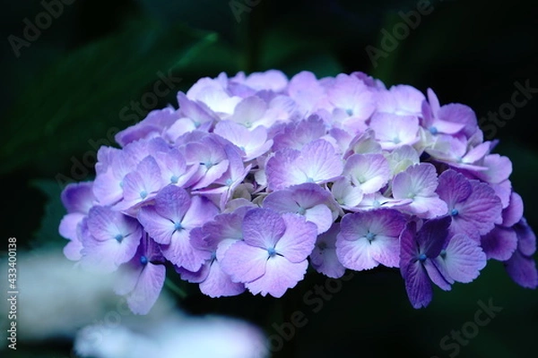 Obraz 紫あじさい