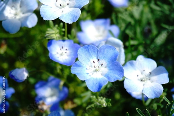 Obraz ネモフィラ