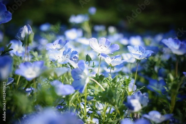 Obraz ネモフィラ