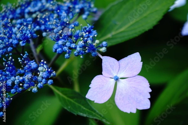 Obraz 紫陽花のアップ