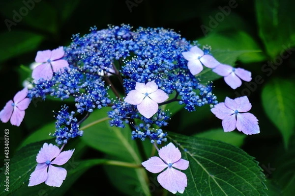 Obraz 咲き始めの紫陽花
