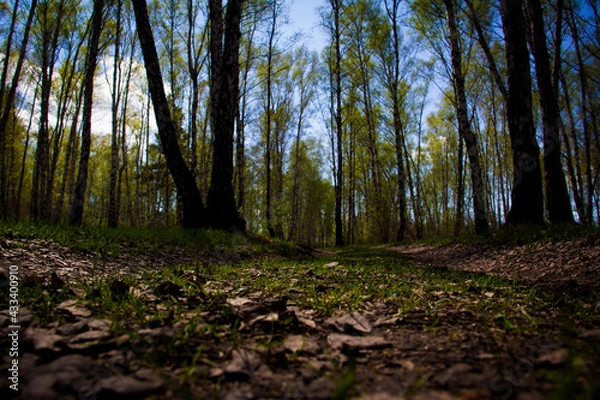 Obraz forest in the morning