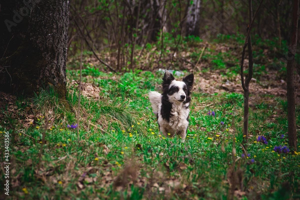 Obraz dog in the woods