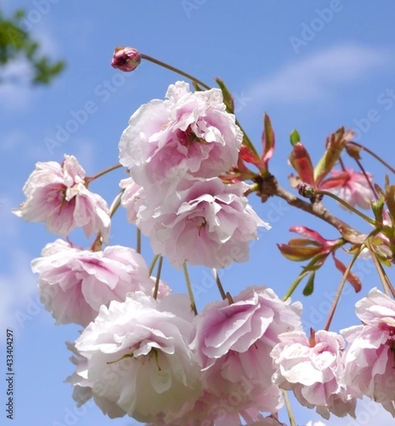 Obraz Crab Apple Spring Blossom
