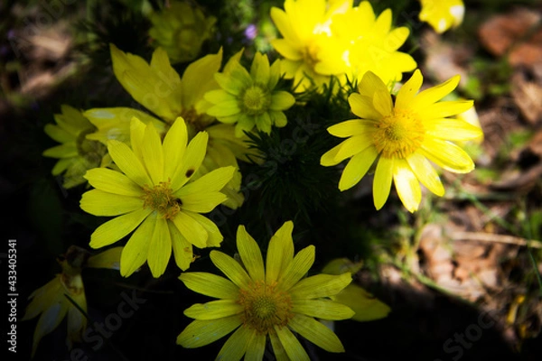 Obraz yellow flowers