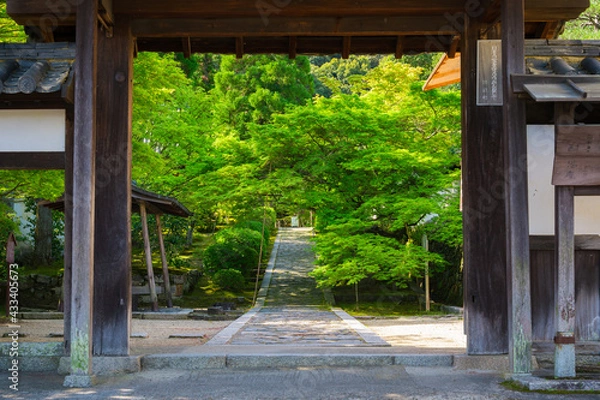 Fototapeta 京都　一休寺の総門と新緑