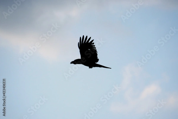 Obraz 大きく羽ばたき飛ぶカラス