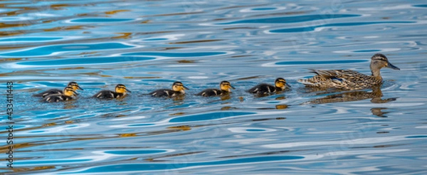 Obraz Mallard and ducklings in a row