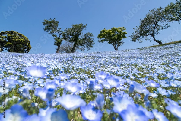 Obraz ネモフィラと青空　千葉県富津市　日本
