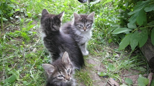 Obraz Kittens in the summer garden 
