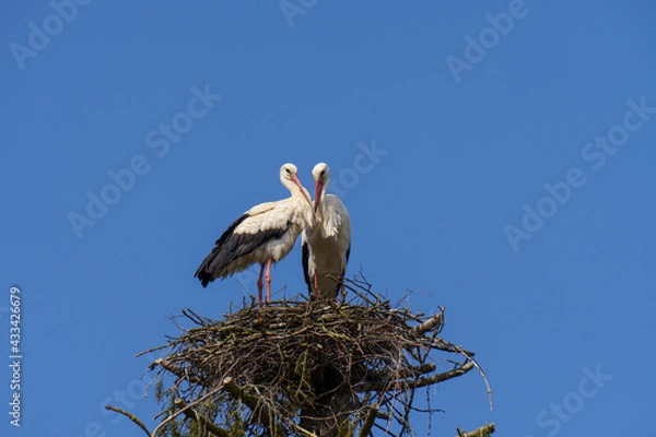 Obraz Weißstörche in Love