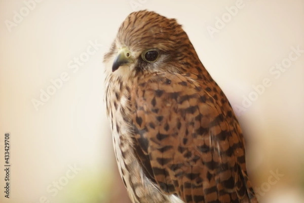 Obraz せつないフクロウ