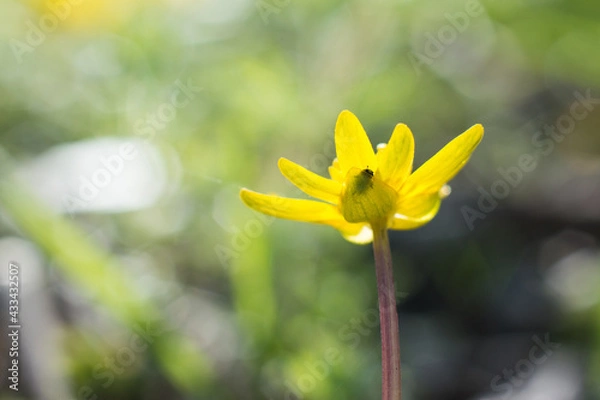 Obraz bug on yellow flower