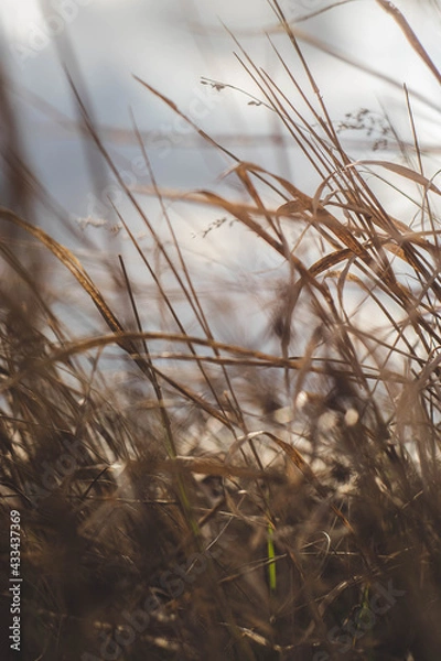 Obraz grass in the snow