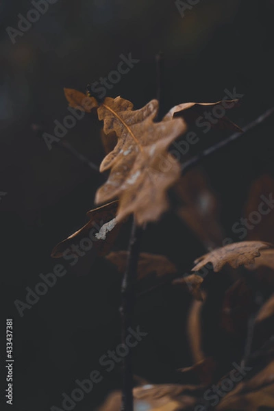 Obraz frost on the leaf