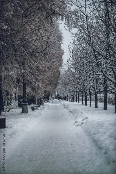 Obraz winter in the park