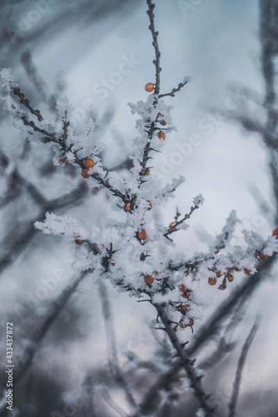 Obraz snow on the branches