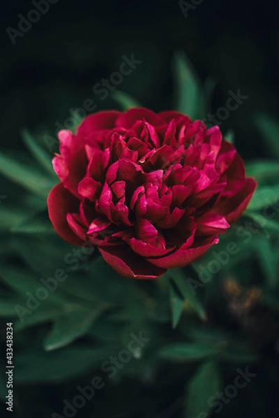 Obraz single red rose