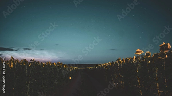 Obraz sunset over the sea