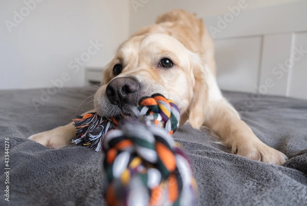 Fototapeta Cheerful golden retriever with a colored rope toy in his teeth. The big dog plays at home with the owner. Pet grooming and animal concept