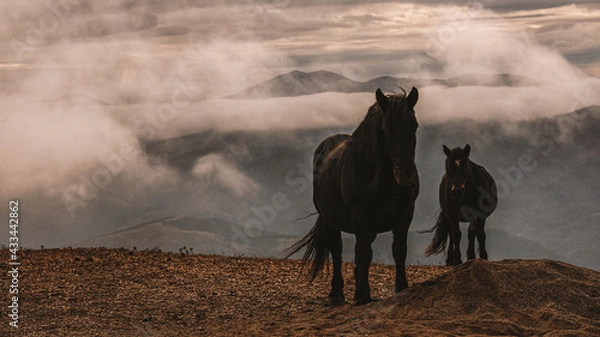 Obraz Wild horses on mountain
