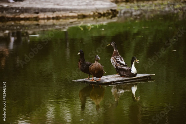 Obraz ducks on the lake