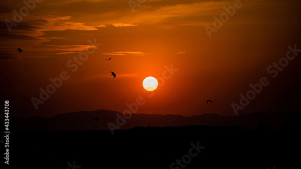 Obraz sunset with a birds