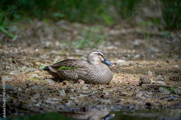 Fototapeta A side view of a spot-billed duck sitting on the ground