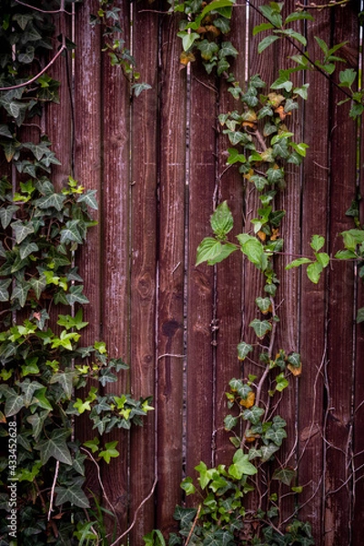 Obraz red wall with green ivy