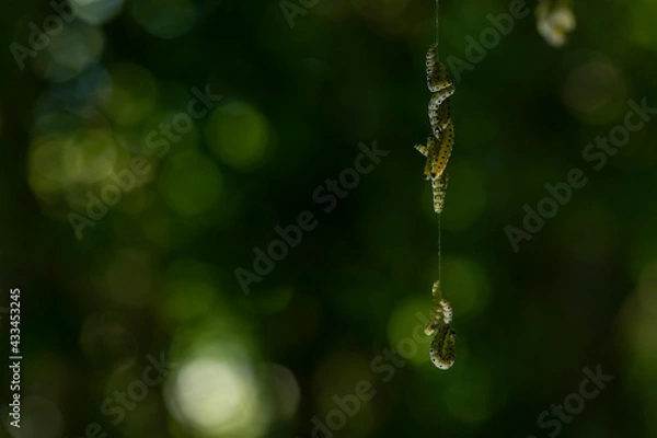Fototapeta Pieris brassicae larvae