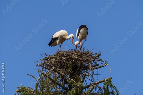 Obraz Storchenpaar beim Nestbau