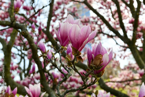 Obraz Spring Blossoms