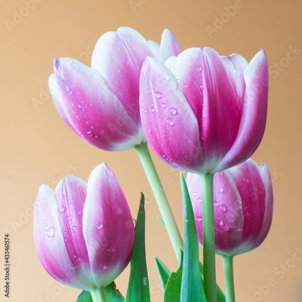 Obraz wet tulips