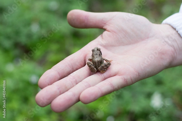 Obraz frog in hand