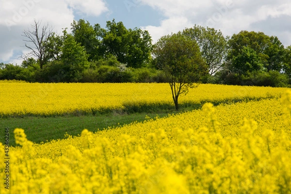 Obraz rapeseed field