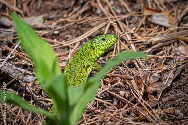Obraz Beautiful green lizard Lacerta agilis in the forest