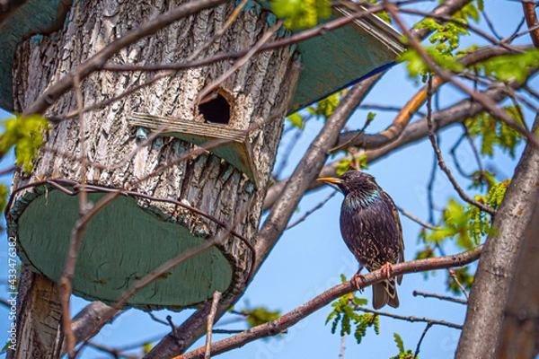 Obraz A starling sitting on a branch near a birdhouse