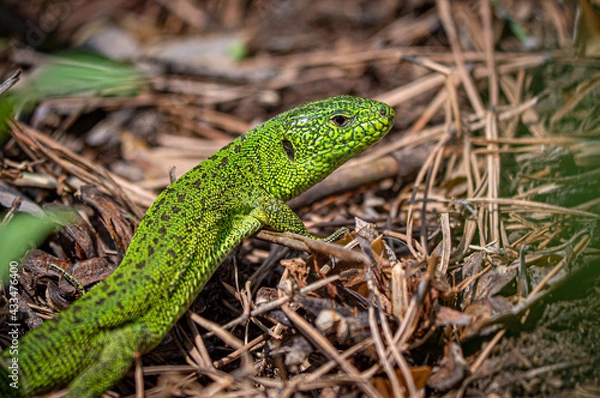 Fototapeta Green Lizard close-up