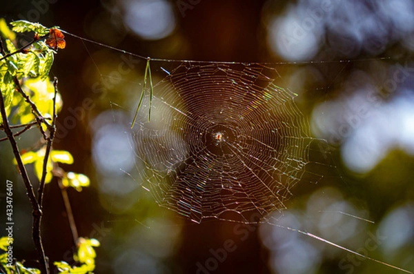 Obraz Spider web in the summer forest