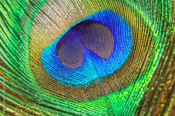Obraz Beautiful peacock tail feather
