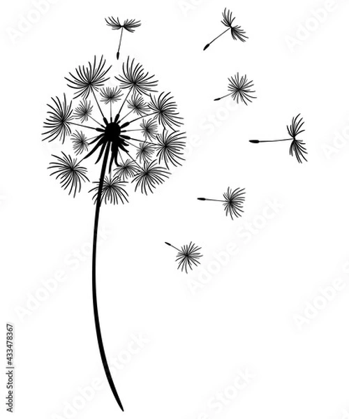 Obraz Dandelion with flying seeds. Black silhouette of a flower on a white background. Monochrome vector drawing. Beautiful dandelion design. Abstract floral illustration.