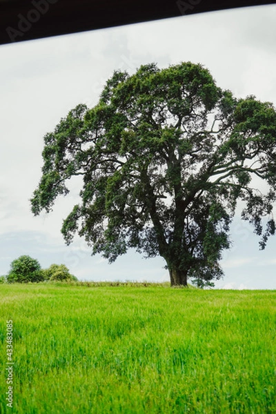 Obraz tree on a meadow