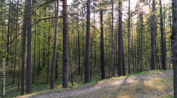 Fototapeta A small path in a pine forest