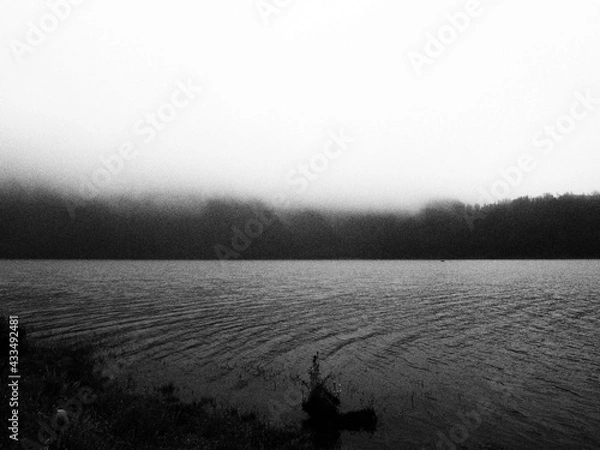 Obraz Black and white nature