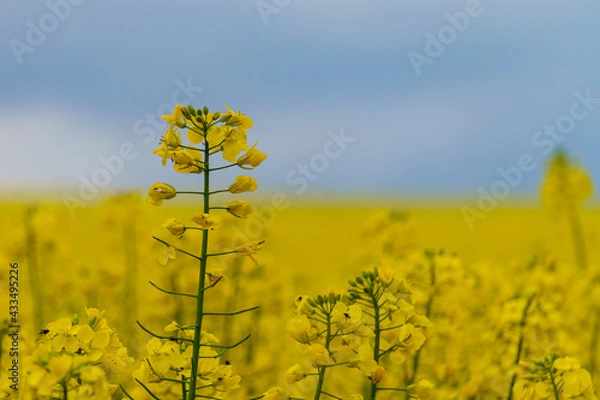 Obraz Der Raps blüht
