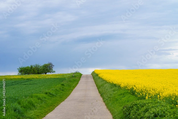 Obraz Feldweg entlang eines blühenden Rapsfeld