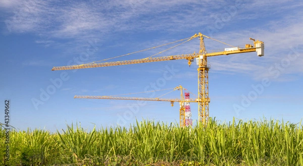 Fototapeta Des grues dans un champ de cannes à sucre