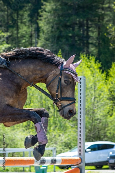 Fototapeta Reiten / Springen